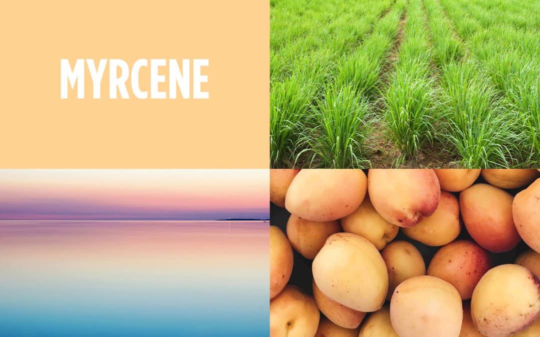 The Farmacy Guide to Terpenes — Myrcene