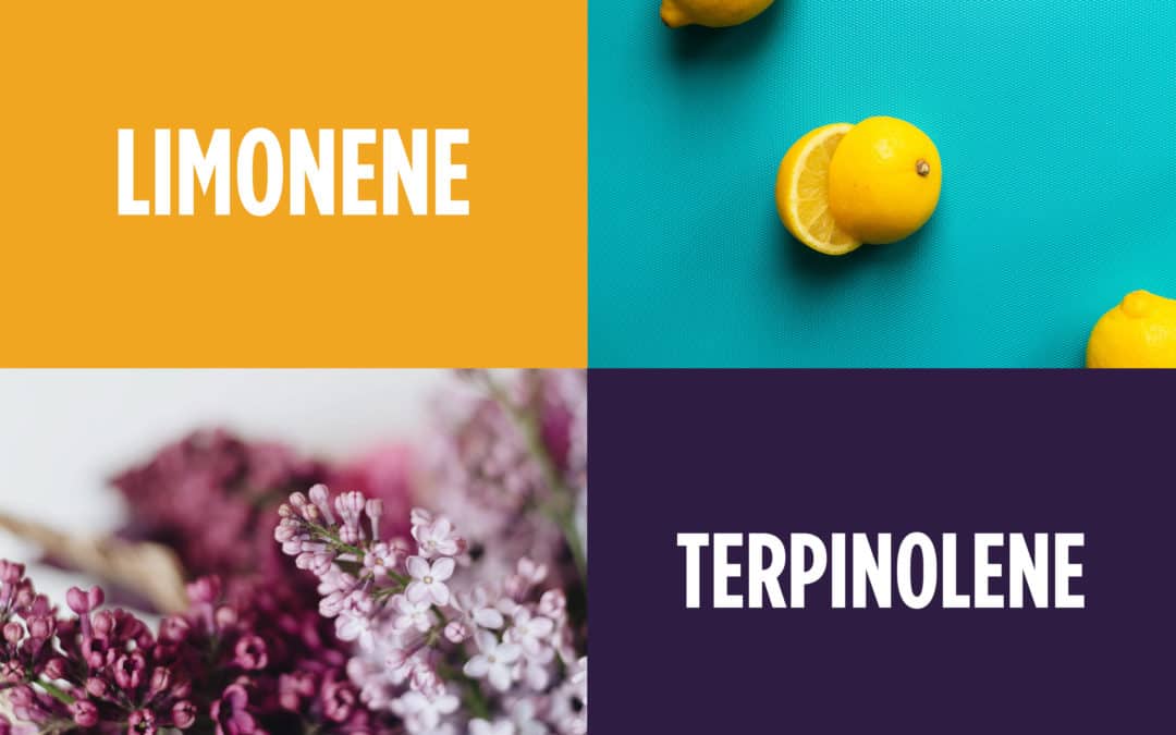 Farmacy Guide to Terpenes — Limonene & Terpinolene