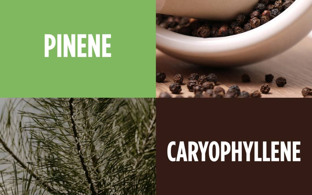 Introduction to Terpenes — Pinene & Caryophyllene