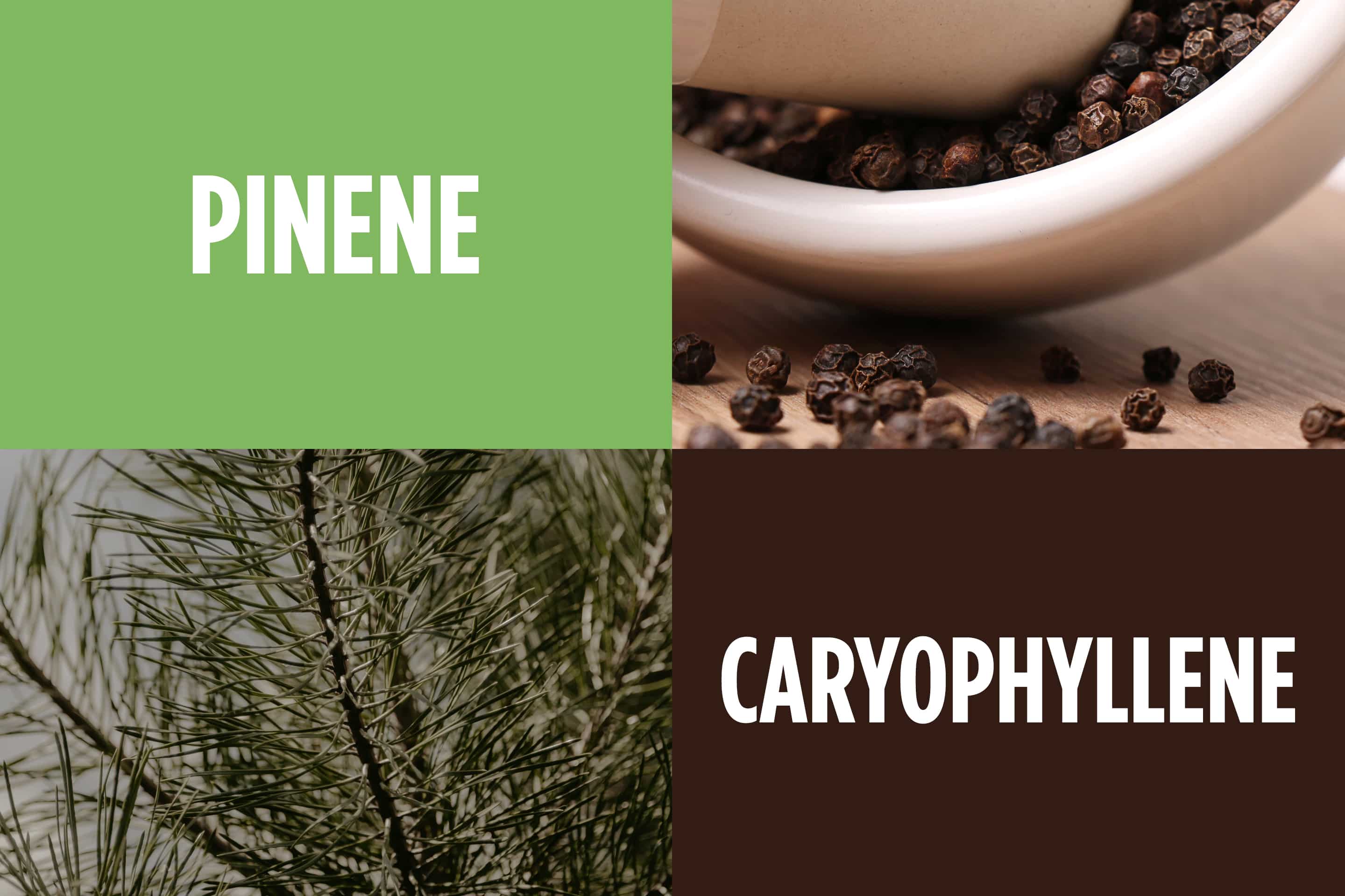Guide to Terpenes — Limonene & Terpinolene